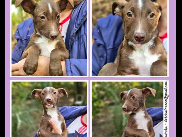 Chiot mâle marron et blanc disponible à l’adoption