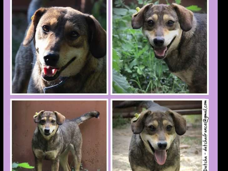 Chienne marron et blanche en attente d’adoption