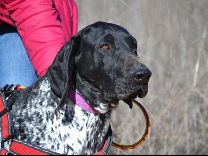 Milan, magnifique Braque Allemand à l'adoption (OK chats)