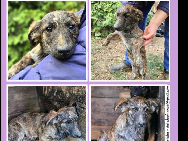 Chiot femelle de 7 mois en quête d’un foyer