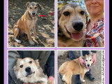 Adoption disponible : chiot mâle fauve