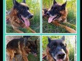 A la recherche d’une famille, chien Berger Allemand de 12 ans