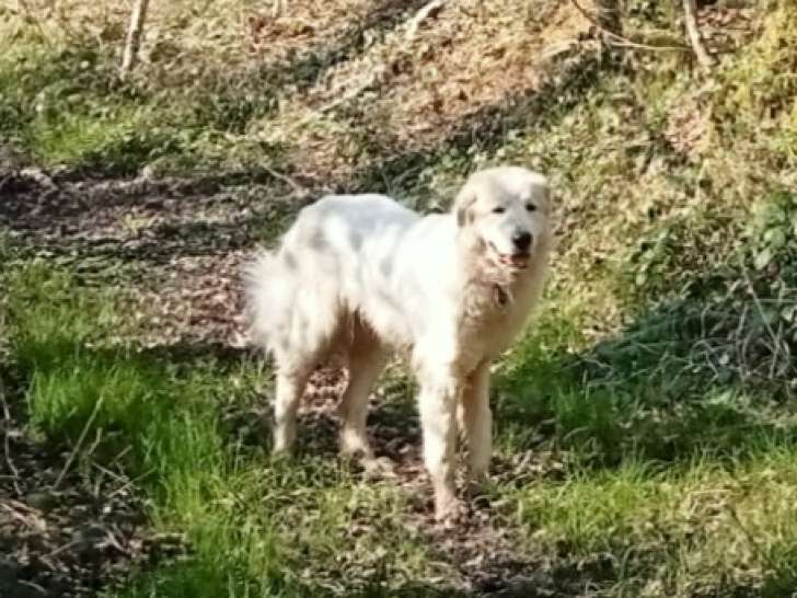 Femelle Patou de 7 ans à donner