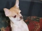 Femelle Chihuahua adulte à vendre pour la compagnie