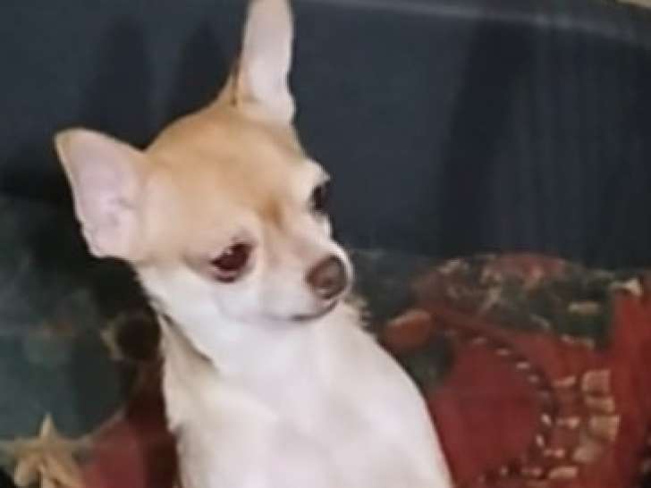 Femelle Chihuahua adulte à vendre pour la compagnie