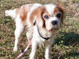 Chien Cavalier King Charles beige disponible à l’adoption