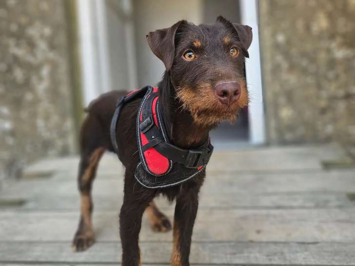 Chien Jagd Terrier marron en attente d’une famille