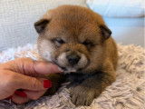 Chiots Shiba Inu LOF de lignées japonaises à vendre