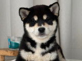 Chiots Shiba Inu LOF de lignées japonaises à vendre