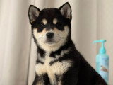 Chiots Shiba Inu LOF de lignées japonaises à vendre