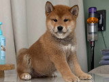 Chiots Shiba Inu LOF de lignées japonaises à vendre