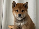 Chiots Shiba Inu LOF de lignées japonaises à vendre