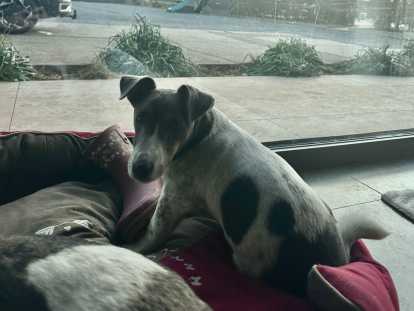 Chiot mâle Jack Russel à vendre