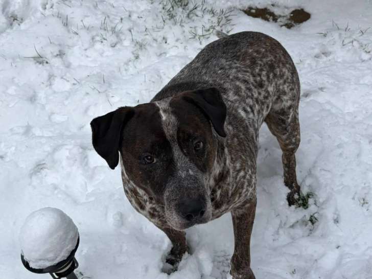 Adoption disponible : chien de 10 ans