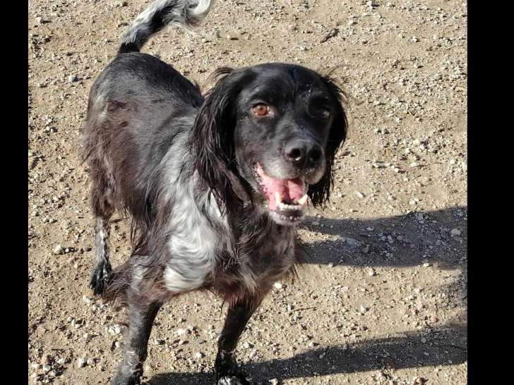 Chien noir avec marque blanche à la recherche d’une famille