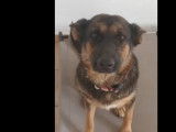 À accueillir, chienne Berger Allemand de 6 ans