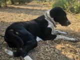 Adoption disponible : chien noir et blanc