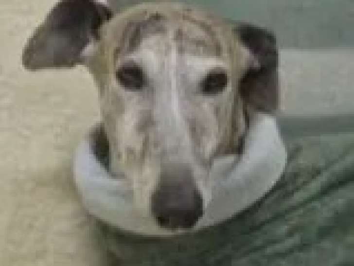 Disponible à l’adoption : chien Galgo au pelage bringé