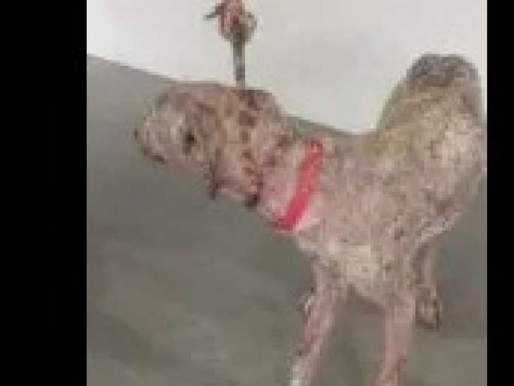 En attente d’adoption : chienne Galgo grise