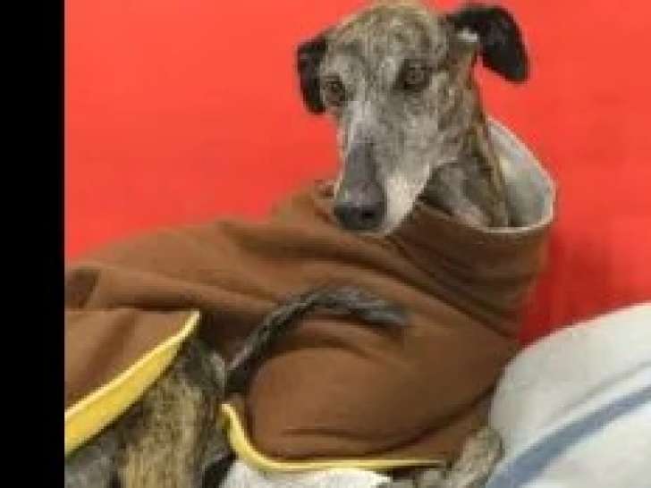 En attente d’une famille : chienne Galgo bringée