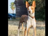 A accueillir : chien Podenco de 2 ans