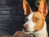 A accueillir : chien Podenco de 2 ans