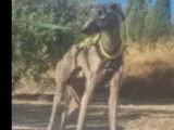Adoption disponible : chien Galgo d’un an