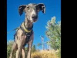 Adoption disponible : chien Galgo d’un an