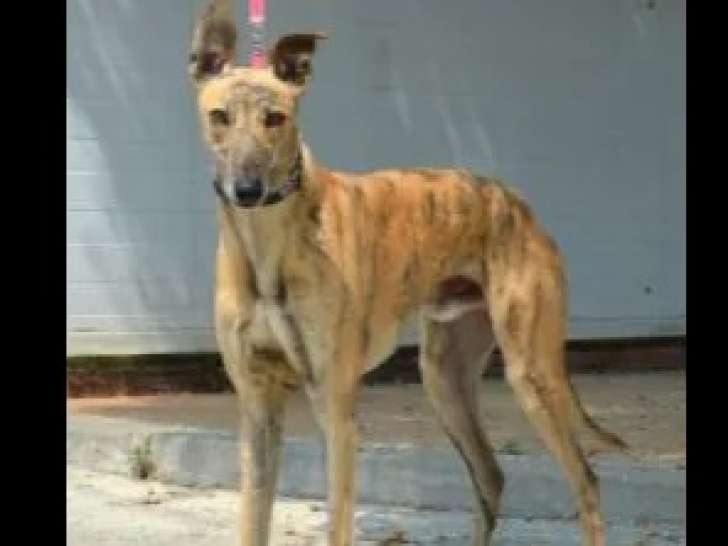 A la recherche d’un foyer : chien Galgo de 4 ans