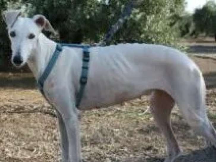 Chienne Galgo de 2 ans à adopter