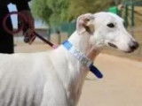 Chienne Galgo au pelage blanc disponible à l’adoption