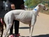 Chienne Galgo au pelage blanc disponible à l’adoption