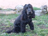 Male Cocker Anglais LOF disponible pour saillie