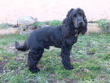 Male Cocker Anglais LOF disponible pour saillie