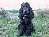 Male Cocker Anglais LOF disponible pour saillie