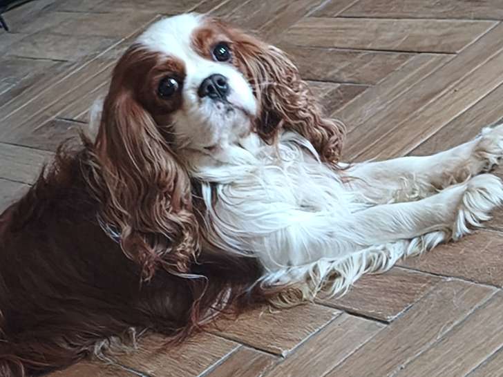 Mâle Cavalier King Charles blenheim disponible pour saillie