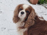 Mâle Cavalier King Charles blenheim disponible pour saillie