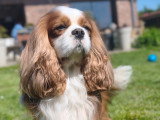 Mâle Cavalier King Charles blenheim disponible pour saillie