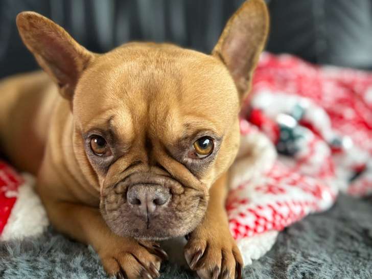 Cheinne Bouledogue Français à vendre