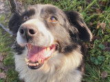 Belle, femelle Border Collie à adopter en association