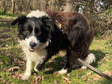 Belle, femelle Border Collie à adopter en association