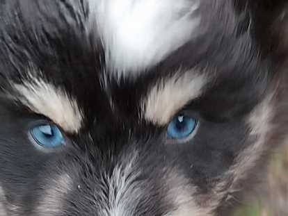 Magnifiques chiots Pomsky à vendre