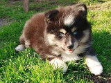 Magnifique chiot Pomsky