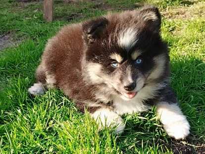 Magnifique chiot Pomsky