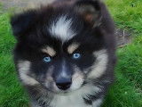 Magnifique chiot Pomsky
