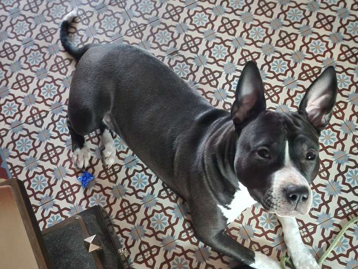 Mâle American Staff noir et blanc disponible pour saillie