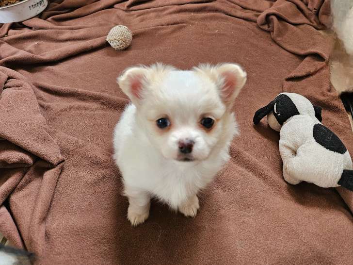 Chiots Chihuahua à poil long à vendre