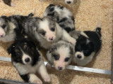 Chiots Border Collie à vendre