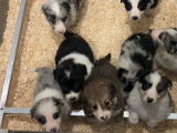 Chiots Border Collie à vendre