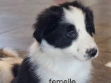 Chiots Border Collie à vendre